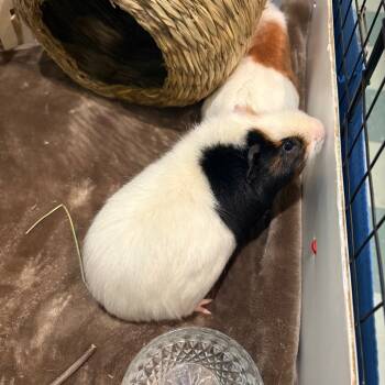 Rescue Guinea Pig Guinea Pigs for Adoption in South Burlington, Vermont - Ring Ding | PetCurious